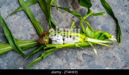 Nahaufnahme von Maiskolben mit Corn Smut (Ustilago maydis) Stockfoto