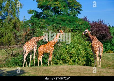 Giraffe. Safari Park. Die Familie der Giraffen geht und isst Blätter von den Bäumen. Giraffen in der Wildnis Stockfoto