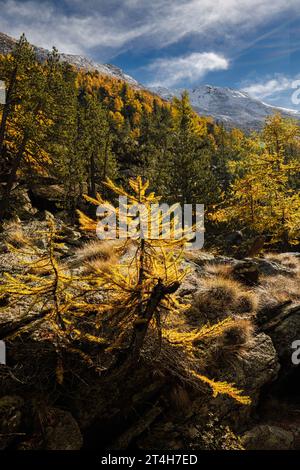 Gelbe europäische Lärchen (Larix decidua) im Herbst in Saastal, Wallis Stockfoto