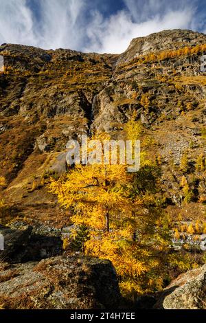 Gelbe europäische Lärchen (Larix decidua) im Herbst in Saastal, Wallis Stockfoto