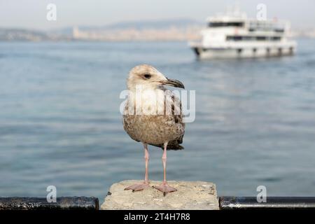 Prinzeninseln, Istanbul, Türkiye. Heybeliada ist die zweitgrößte der Prinzeninseln im Marmarameer. Möwe (Larinae) im Hafen von Heybeliada Stockfoto