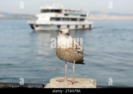 Prinzeninseln, Istanbul, Türkiye. Heybeliada ist die zweitgrößte der Prinzeninseln im Marmarameer. Möwe (Larinae) im Hafen von Heybeliada Stockfoto