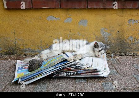 Prinzeninseln, Istanbul, Türkiye. Heybeliada ist die zweitgrößte der Prinzeninseln im Marmarameer. Eine Straßenkatze liegt auf einem Stapel Zeitungen Stockfoto