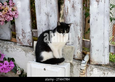 Prinzeninseln, Istanbul, Türkiye. Heybeliada ist die zweitgrößte der Prinzeninseln im Marmarameer. Hauskatze sitzt in der Sonne Stockfoto