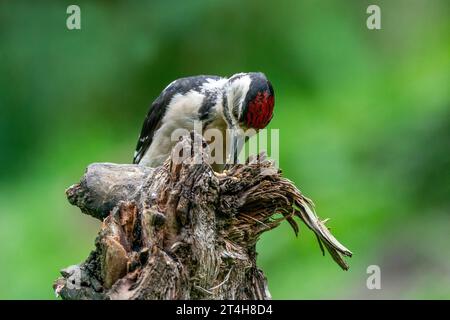 Großer Spechte Dendrocopos Major, Männchen dieses großen Vogels sitzt auf Baumstumpf, rote Federn, grüner diffuser Hintergrund, wilde Naturszene Stockfoto