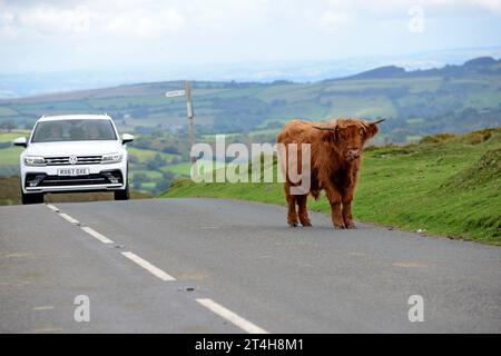 Ein Highland-Kalb, das auf der Straße steht und die Autos anhalten und sie meiden lässt, Dartmoor-Nationalpark, Devon, September 2023 Stockfoto