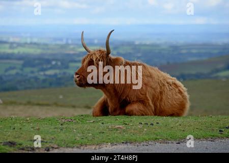 Highland Cattle Rasting im Dartmoor National Park, Devon, September 2023 Stockfoto