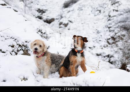 Zwei Hunde, Senior Beagle und Junior Bodeguero, sitzen zusammen im Schnee und schauen glücklich in die Kamera, im Winter in einem verschneiten Wald. horizonta Stockfoto