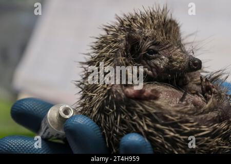 Apoorly Hedgehog wird etwas behandelt. Stockfoto