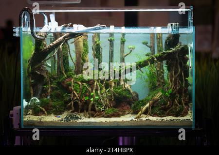 Aquascaped Süßwasseraquarium mit Neonfischen, lebenden Pflanzen, Frodosteinen und Rotmoor-Wurzeln. Aquascape im Dschungel-Stil. Microsorum Trident, verschiedene Rotala Stockfoto