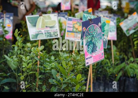 Putrajaya, Malaysia - 10. August 2022 Curry lässt Babypflanzen zum Verkauf auf der MAHA Expo für Ernährungssicherheit. Stockfoto