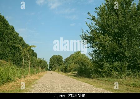 Die Straße ist von Bäumen und Feldern in der italienischen Landschaft umgeben Stockfoto