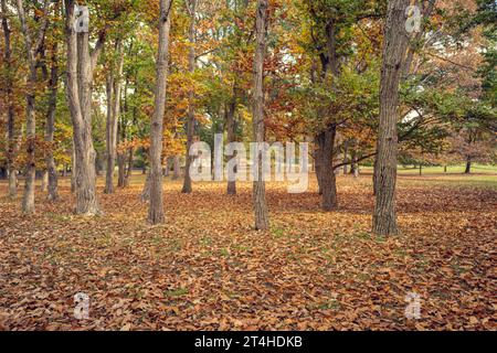 Ein farbenfrohes Weitwinkelfoto von Bäumen im üppigen Virginia State Arboretum Stockfoto