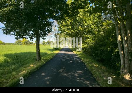 Die Straße ist von Bäumen und Feldern in der italienischen Landschaft umgeben Stockfoto