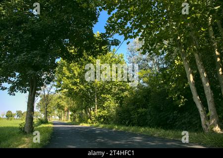 Die Straße ist von Bäumen und Feldern in der italienischen Landschaft umgeben Stockfoto