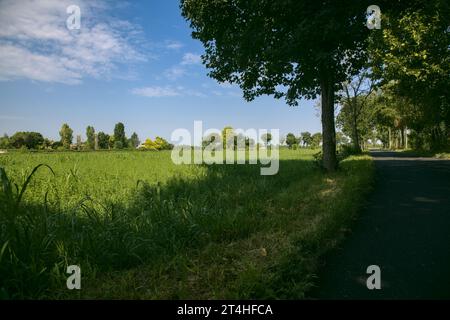 Die Straße ist von Bäumen und Feldern in der italienischen Landschaft umgeben Stockfoto