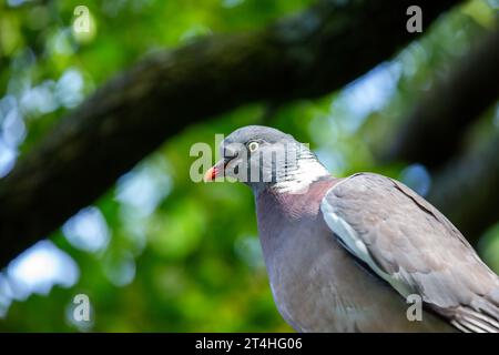 Häufige, weit verbreitete Taube mit braunem Körper und weißem Nackenpflaster. In Wäldern, Parks und Gärten in ganz Europa und Nordafrika zu finden. Stockfoto