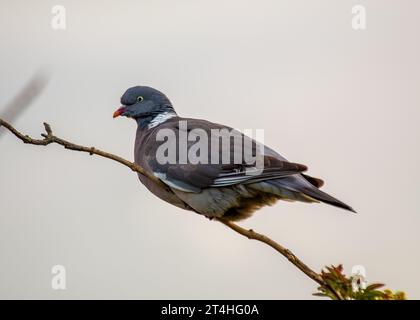 Häufige, weit verbreitete Taube mit braunem Körper und weißem Nackenpflaster. In Wäldern, Parks und Gärten in ganz Europa und Nordafrika zu finden. Stockfoto