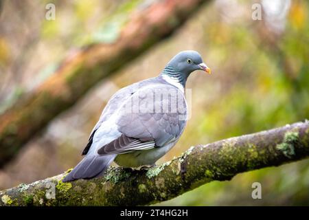 Häufige, weit verbreitete Taube mit braunem Körper und weißem Nackenpflaster. In Wäldern, Parks und Gärten in ganz Europa und Nordafrika zu finden. Stockfoto