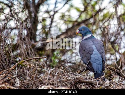 Häufige, weit verbreitete Taube mit braunem Körper und weißem Nackenpflaster. In Wäldern, Parks und Gärten in ganz Europa und Nordafrika zu finden. Stockfoto