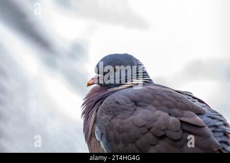 Häufige, weit verbreitete Taube mit braunem Körper und weißem Nackenpflaster. In Wäldern, Parks und Gärten in ganz Europa und Nordafrika zu finden. Stockfoto