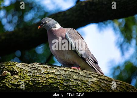 Häufige, weit verbreitete Taube mit braunem Körper und weißem Nackenpflaster. In Wäldern, Parks und Gärten in ganz Europa und Nordafrika zu finden. Stockfoto