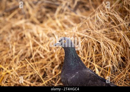 Häufige, weit verbreitete Taube mit blaugrauem Körper und weißer Unterseite. In städtischen Gebieten, Klippen und anderen felsigen Lebensräumen zu finden. Stockfoto