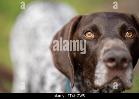 Nahaufnahme eines deutschen, kurzhaarigen Zeigerstammes, der in die Kamera blickt. gsp Welpe Hund in australien Stockfoto