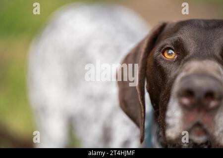 Nahaufnahme eines deutschen, kurzhaarigen Zeigerstammes, der in die Kamera blickt. gsp Welpe Hund in australien Stockfoto