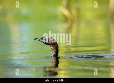 Zwergkormoran (Phalacrocorax pygmeus) schwimmt in bunten Wasser mit warmem Licht Stockfoto