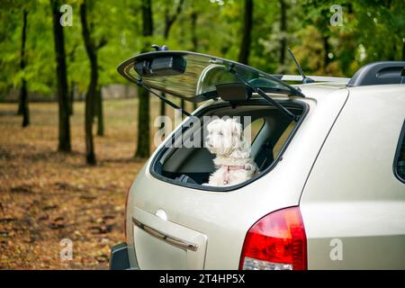Ein netter, lustiger Hund, der aus dem offenen Kofferraum im Auto blickt, der draußen aufmerksam über den Waldhintergrund schaut. Roadtrip, Urlaub, Urlaub, Reisekonzept Stockfoto