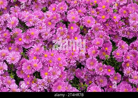 Kleine violette Aster-Blüten im Herbst UK Stockfoto