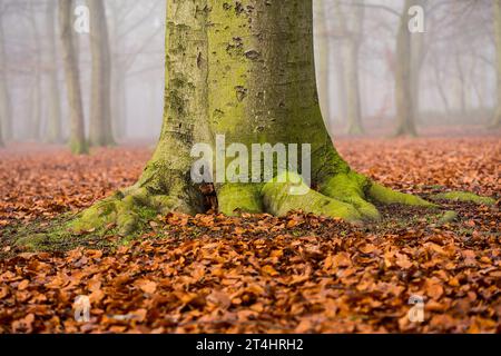 Herbstbäume Mit Morgennebel Im Woodland Forest Stockfoto