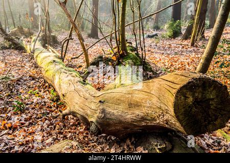 Ein alter, gefällter Baum im Wald, umgeben von herabfallenden Herbstblättern. Stockfoto