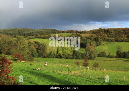 Landschaft in Newtownmanor, County Leitrim im Herbst mit sanften Hügeln mit grünen Feldern, Weiden und Wäldern Stockfoto