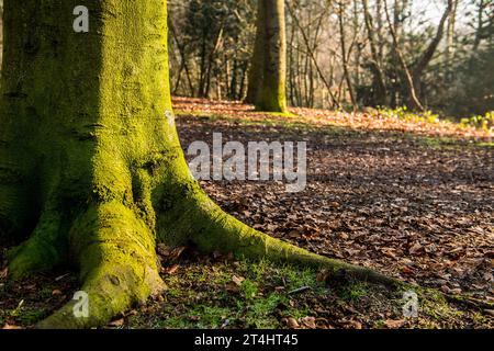 Herbstbäume Mit Morgennebel Im Woodland Forest Stockfoto