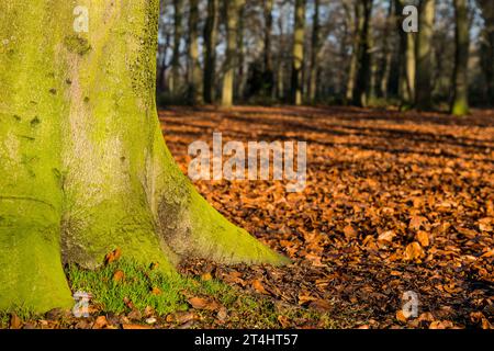 Herbstbäume Mit Morgennebel Im Woodland Forest Stockfoto