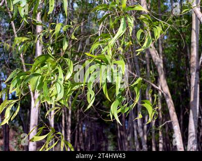 Akazien-Mangium-Wald für Forschung in Gunung Kidul, Yogyakarta, Indonesien. Stockfoto