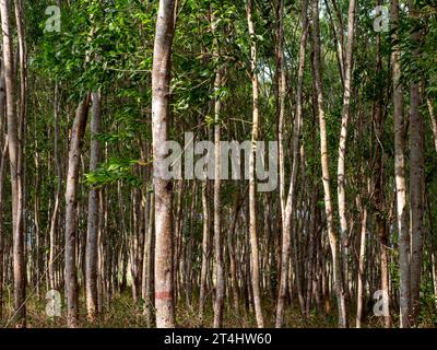 Akazien-Mangium-Wald für Forschung in Gunung Kidul, Yogyakarta, Indonesien. Stockfoto