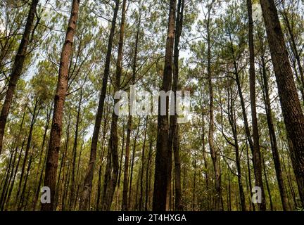 Pinus merkusii, die Merkus-Kiefer oder Sumatra-Kiefer im Wald, natürlicher Hintergrund Stockfoto