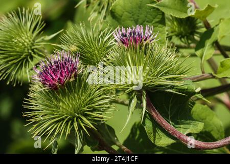 Klette, große Klette (Arctium lappa) Stockfoto
