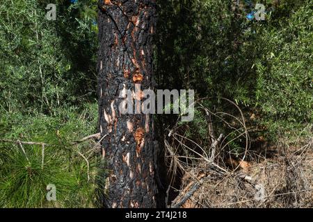 Rinde mit Orangenharz von einheimischen kanarischen Kiefern (Pinus canariensis), die bei einem Waldbrand verbrannt wurden und sich jetzt erholen, Chinyero, Teneriffa Stockfoto