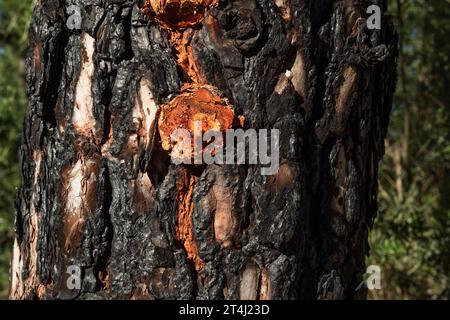 Rinde mit Orangenharz von einheimischen kanarischen Kiefern (Pinus canariensis), die bei einem Waldbrand verbrannt wurden und sich jetzt erholen, Chinyero, Teneriffa Stockfoto