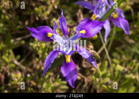 Bigseed Tulp (Moraea macrocarpa) Nahaufnahme der Blüten mit violetten Blüten und gelbem Punkt Stockfoto