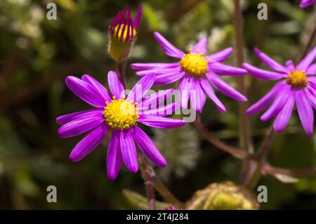 Nahaufnahme der leuchtenden violetten Gänseblüten, die im Frühling im Sonnenlicht wachsen Stockfoto