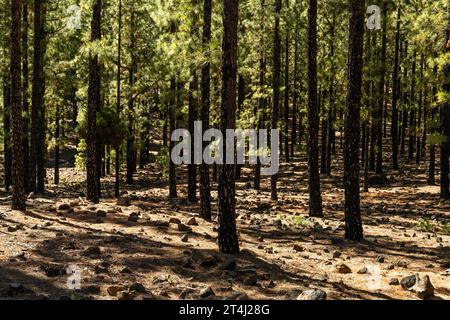 Kanarischer Kiefernwald (Pinus canariensis) mit verbrannten Baumstämmen nach einem Waldbrand vor einigen Jahren, erholt sich aber mit neuem Wachstum gut Stockfoto