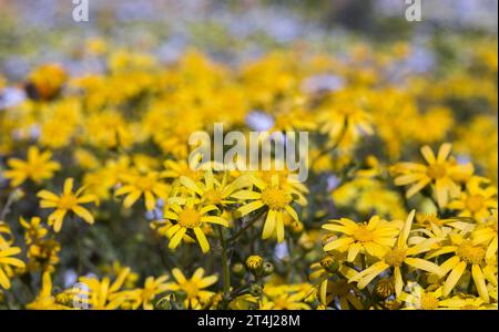 Nahaufnahme der gelben Gänseblümchen, die im Frühling an der Westküste Südafrikas wachsen Stockfoto