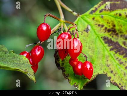 Nahaufnahme von roten Beeren der Gelderrose (Viburnum opulus) in einheimischen Wäldern, im Oktober in Peterborough, Cambridgeshire, England Stockfoto