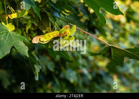 Die Früchte eines Ahornbaums (Acer campestre) im September, Cambridgeshire, England Stockfoto