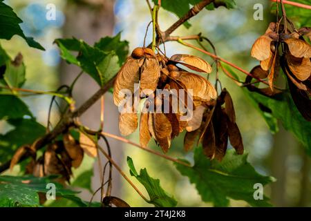 Die geflügelten Früchte (samaras) eines Platanen-Baumes (Acer pseudoplatanus) im September, Cambridgeshire, England Stockfoto